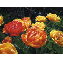 Nahaufnahme von roten und gelben Tulpen im Garten.