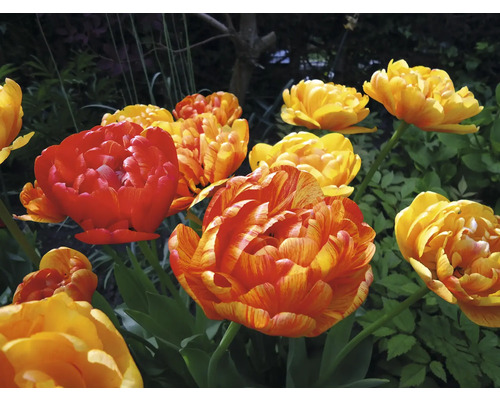 Nahaufnahme von roten und gelben Tulpen im Garten.