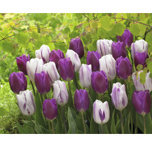 Feld mit lila und weissen Tulpen