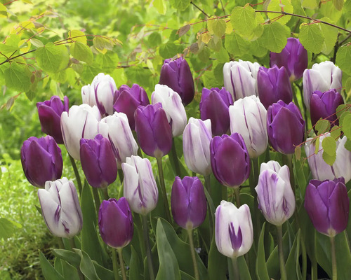 Feld mit lila und weissen Tulpen