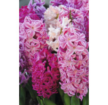 Nahaufnahme von Hyazinthenblüten