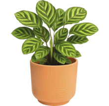 Gebetspflanze im Topf