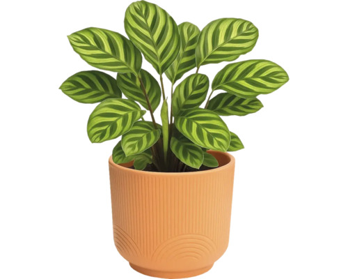 Gebetspflanze im Topf