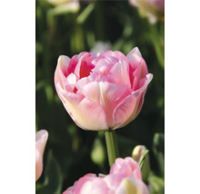 Nahaufnahme einer gefüllten Tulpenblüte