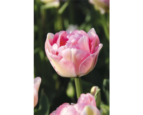 Nahaufnahme einer gefüllten Tulpenblüte