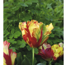 Gelbrote Tulpe im Gartenbeet
