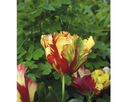 Gelbrote Tulpe im Gartenbeet