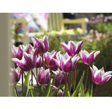 Nahaufnahme von Tulpen mit weißen und violetten Blüten im Garten.