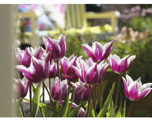 Nahaufnahme von Tulpen mit weißen und violetten Blüten im Garten.