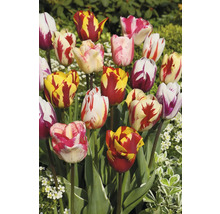 Tulpen mit verschiedenen Blütenfarben und Musterungen