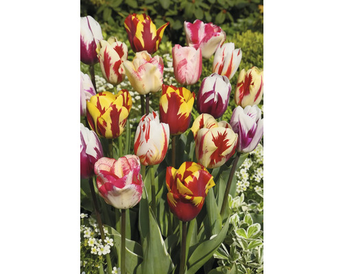 Tulpen mit verschiedenen Blütenfarben und Musterungen