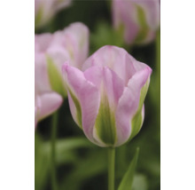 Nahaufnahme einer rosa Tulpenblüte