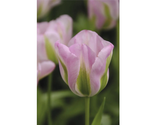 Nahaufnahme einer rosa Tulpenblüte