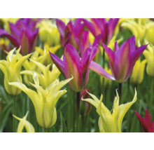 Feld mit gelben und lilafarbenen Tulpen