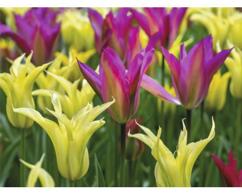 Feld mit gelben und lilafarbenen Tulpen