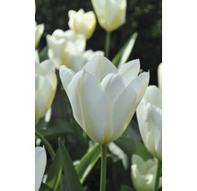 Nahaufnahme von weißen Tulpenblüten mit grünen Stielen