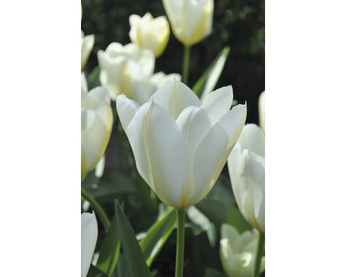 Nahaufnahme von weißen Tulpenblüten mit grünen Stielen