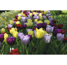 Feld mit Tulpen in verschiedenen Farben