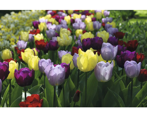Feld mit Tulpen in verschiedenen Farben