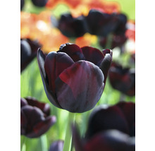 Nahaufnahme einer einzelnen dunklen Tulpe im Gartenbeet.