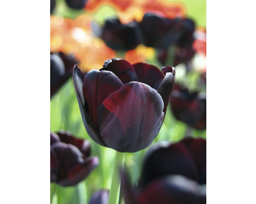 Nahaufnahme einer einzelnen dunklen Tulpe im Gartenbeet.