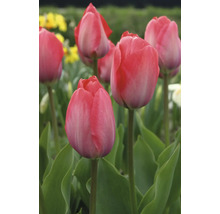 Nahaufnahme von rosa Tulpenblüten im Garten