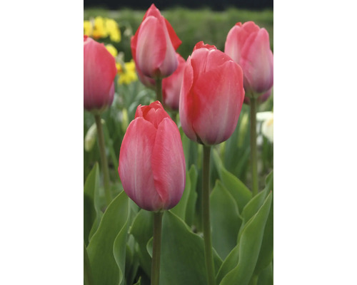 Nahaufnahme von rosa Tulpenblüten im Garten