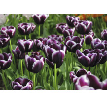 Nahaufnahme von violetten Tulpen im Gartenbeet.