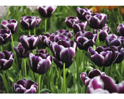 Nahaufnahme von violetten Tulpen im Gartenbeet.