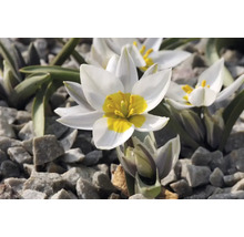 Weiße Wildtulpe mit gelber Mitte im Steingarten