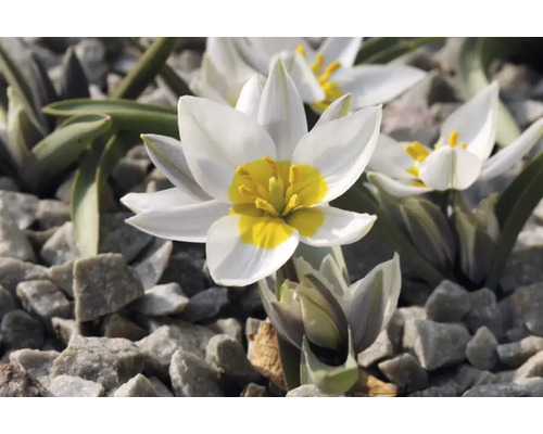 Weiße Wildtulpe mit gelber Mitte im Steingarten