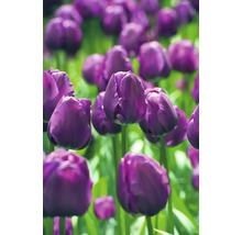 Nahaufnahme von violetten Tulpen im Garten.