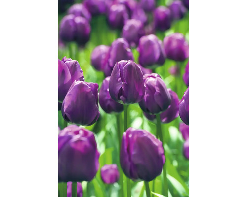 Nahaufnahme von violetten Tulpen im Garten.