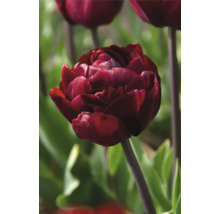 Nahaufnahme einer gefüllten, rot-violetten Tulpe im Garten.