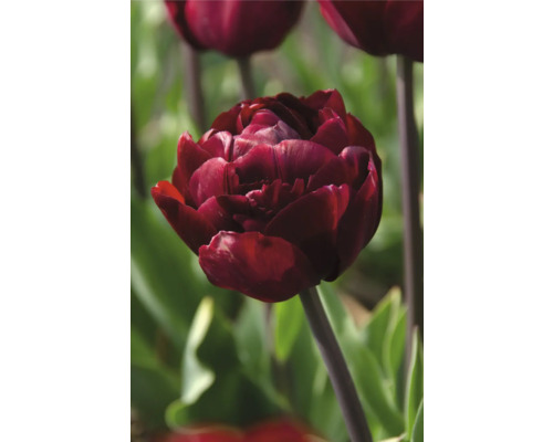 Nahaufnahme einer gefüllten, rot-violetten Tulpe im Garten.