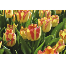 Nahaufnahme von gelb-roten Tulpenblüten mit grünen Blättern