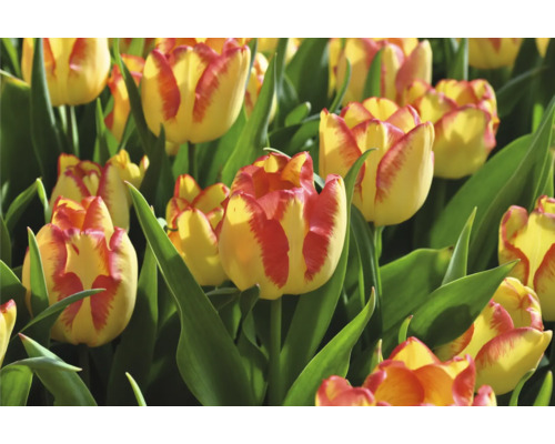 Nahaufnahme von gelb-roten Tulpenblüten mit grünen Blättern