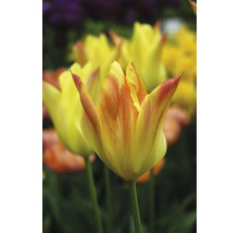 Nahaufnahme von gelben Tulpen im Gartenbeet