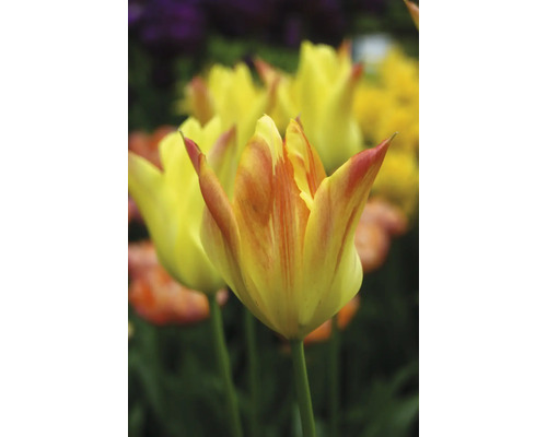 Nahaufnahme von gelben Tulpen im Gartenbeet