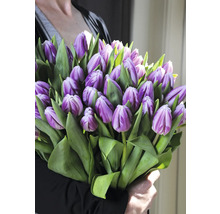 Person hält einen Strauß lila Tulpen