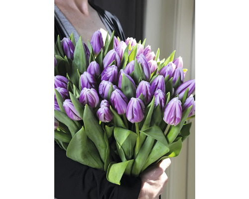 Person hält einen Strauß lila Tulpen