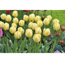 Feld mit gelben Tulpen
