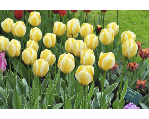Feld mit gelben Tulpen