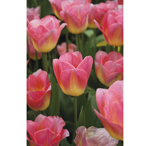 Nahaufnahme von rosa und gelben Tulpen
