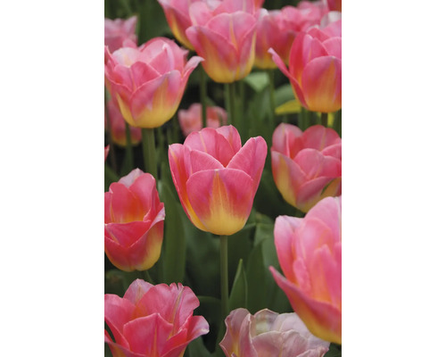 Nahaufnahme von rosa und gelben Tulpen