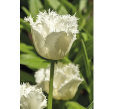 Nahaufnahme einer weißen, gefransten Tulpe