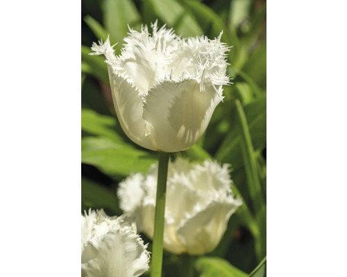 Nahaufnahme einer weißen, gefransten Tulpe