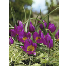 Nahaufnahme von lilafarbenen Tulpen in einem Garten