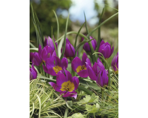 Nahaufnahme von lilafarbenen Tulpen in einem Garten