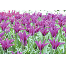 Feld mit lilafarbenen Tulpenblüten